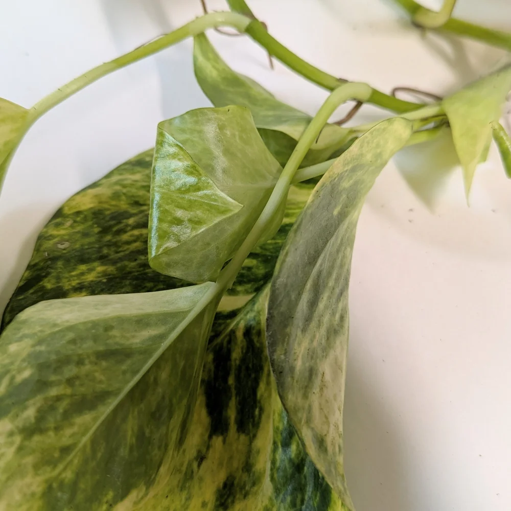 Pothos Plant Cuttings For Party Favors. Individually Wrapped Set Of Ten.